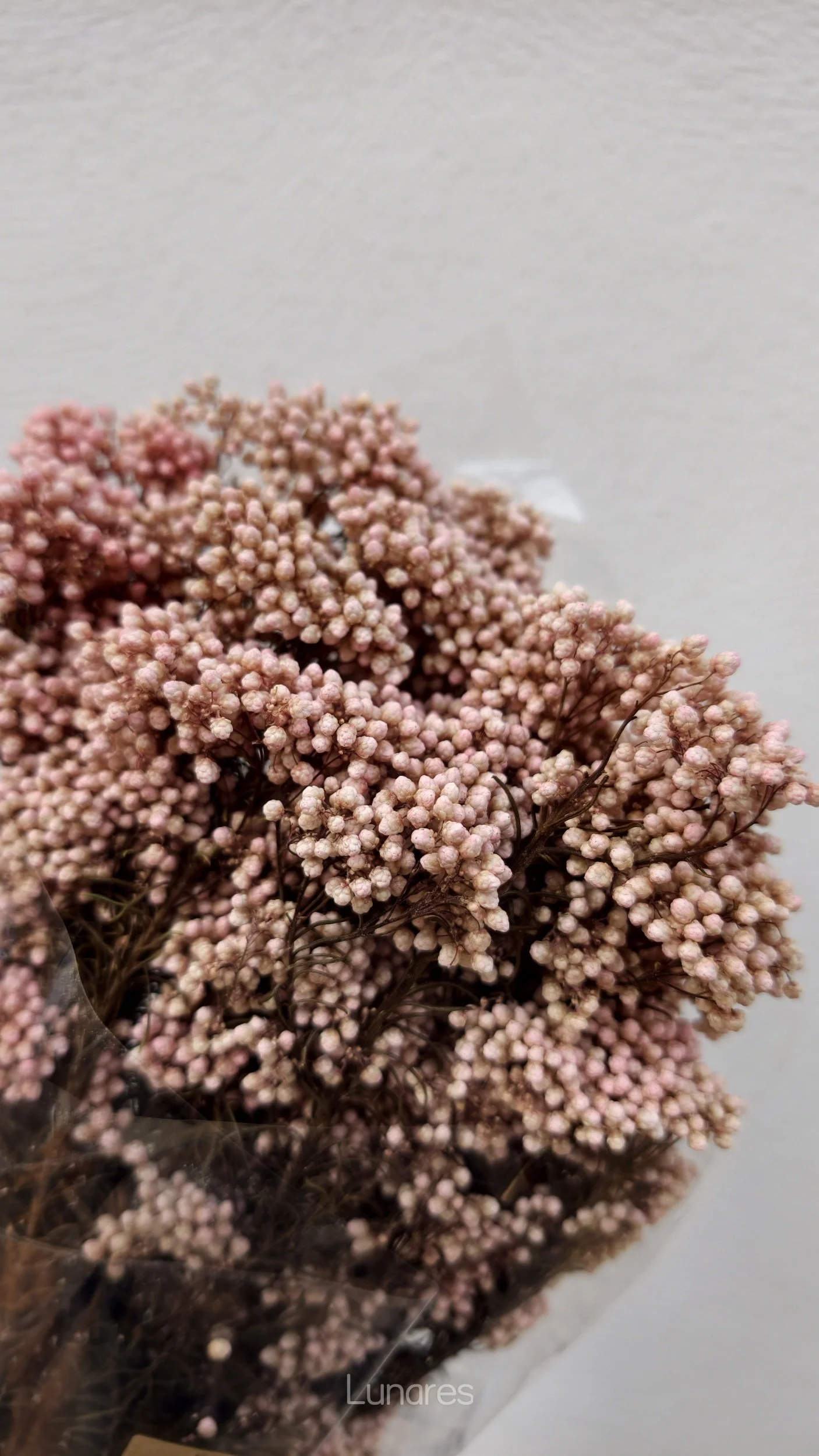Flor del arroz