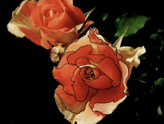 Two coral-orange roses against a dark background, a photograph overlaid with hand-drawn ink outlines.