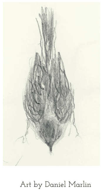 Black and white sketch of a bird with its head downward and wings folded, signed by Daniel Marlin.