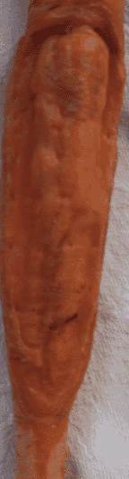 A close-up of a carrot with an image naturally incised in it.