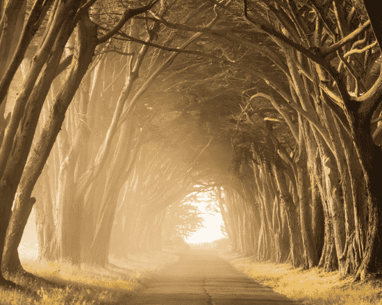 A tunnel of intertwining trees with sunlight shining through, forming a natural archway over a quiet road.