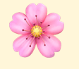 Decorative pink cherry-blossom flower icon.