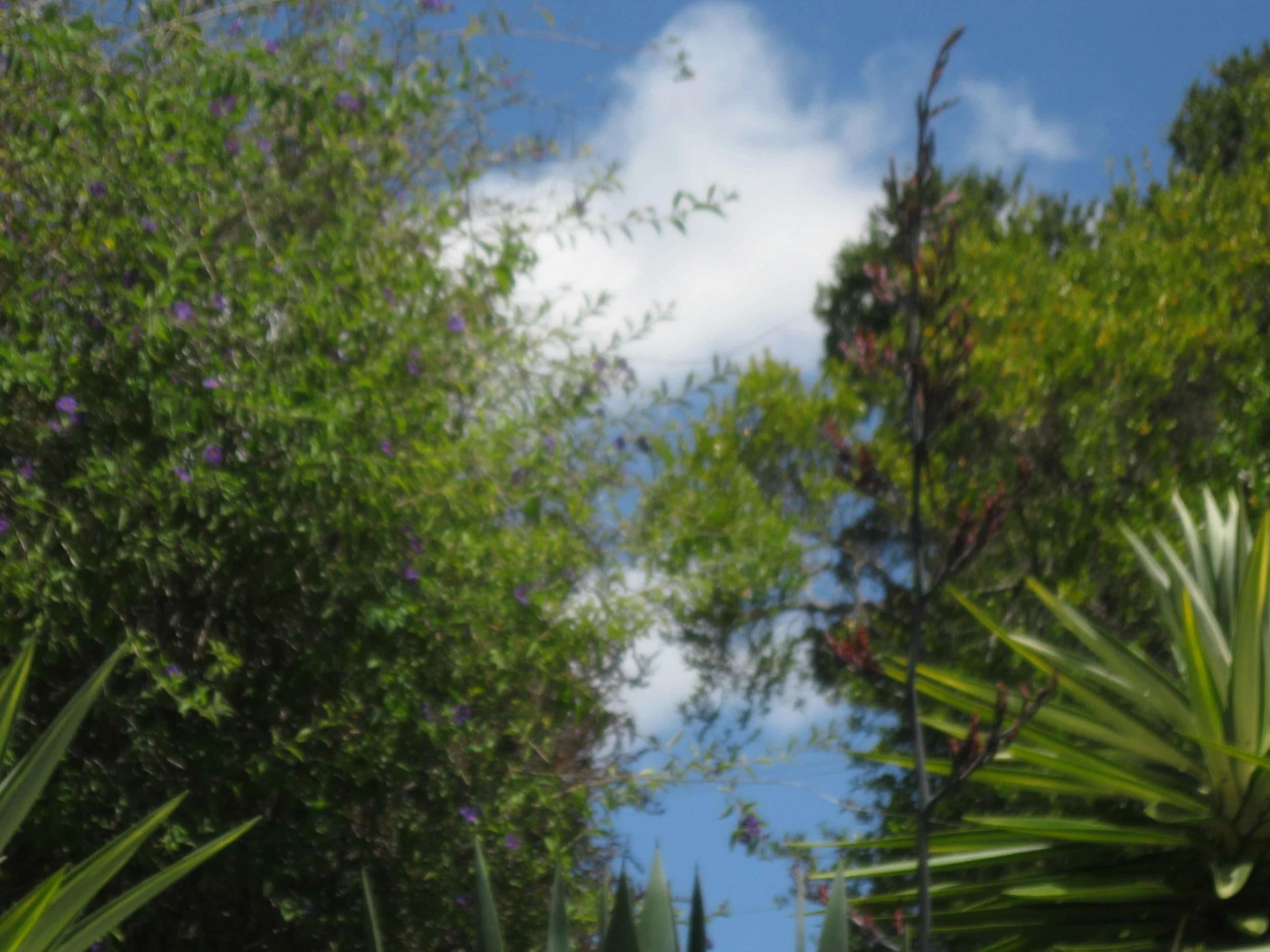 Looking up through dense greenery and leafy trees towards blue sky with a bright white cloud.