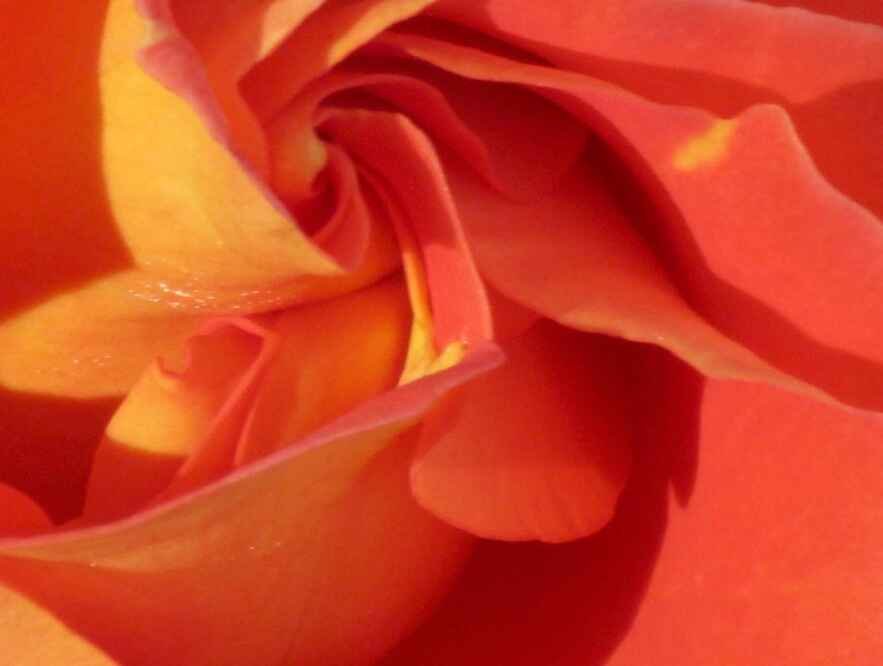 Close-up photograph of an orange rose, its petals spiraling inward toward the center.