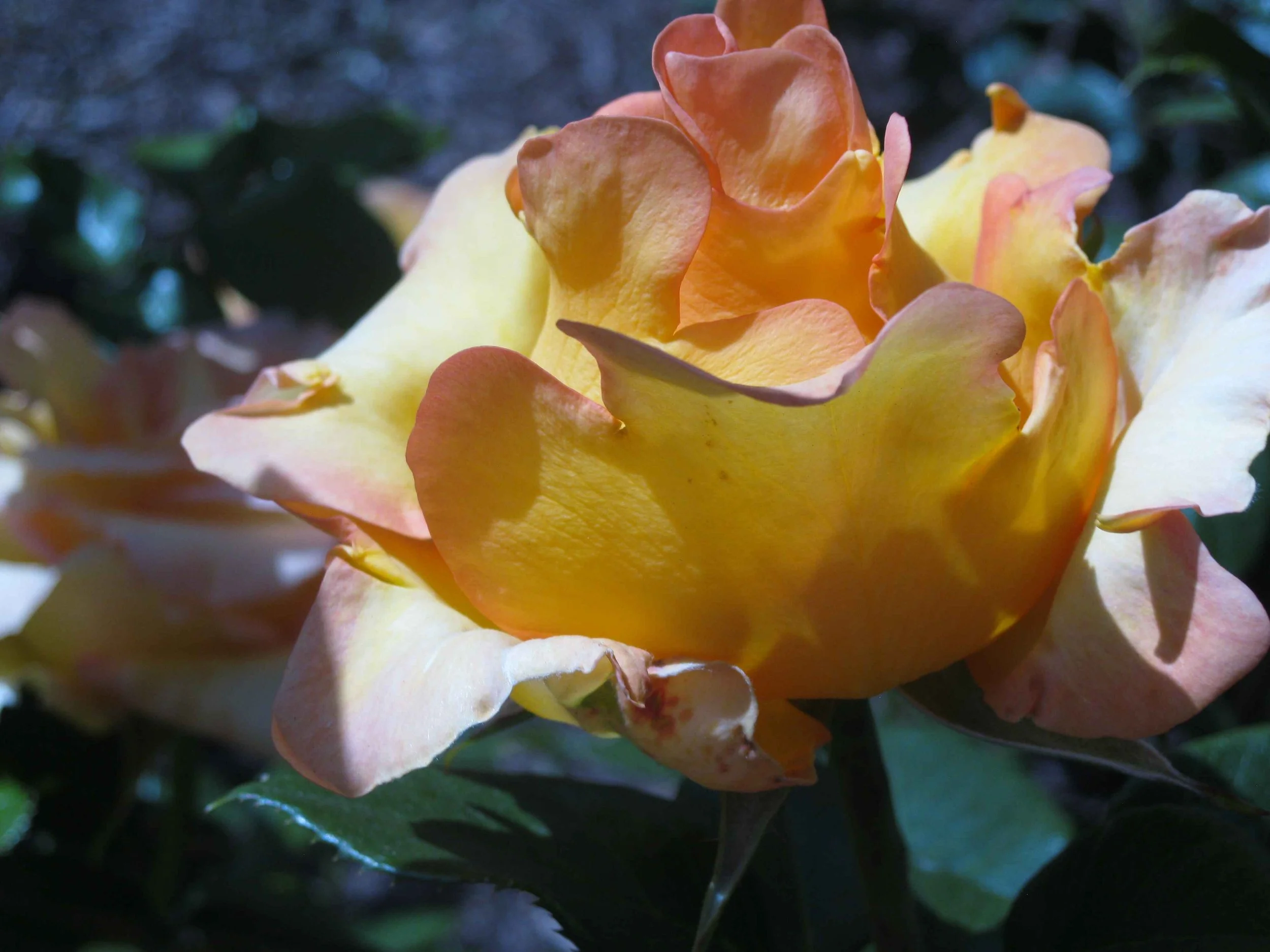 Close-up photograph of a yellow rose edged with peach, in sunlight.
