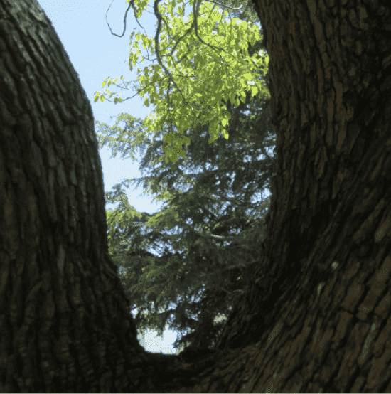 Looking up through the hollow of a large tree trunk at green leaves and blue sky.