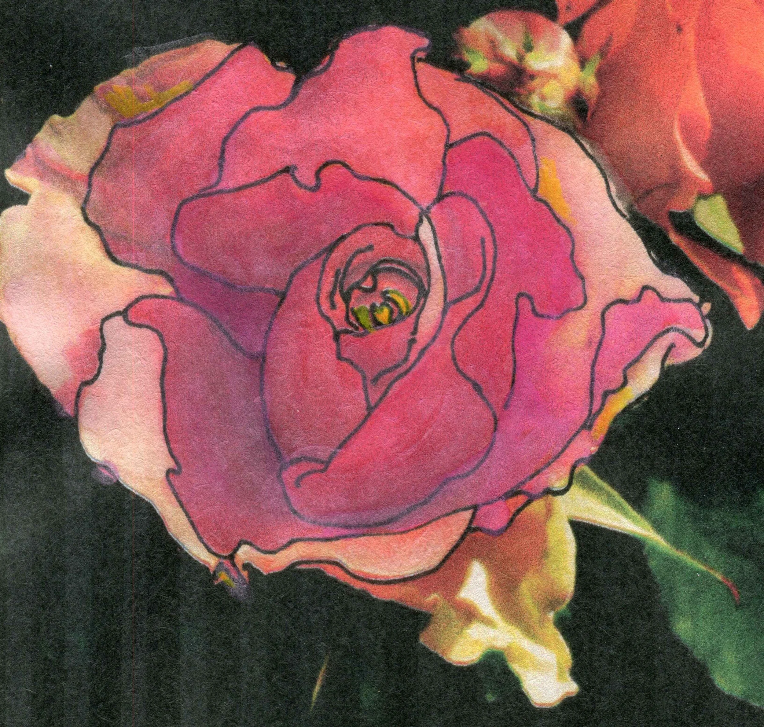 A watercolor painting of a pink rose with a line drawing overlay, set against a dark background.