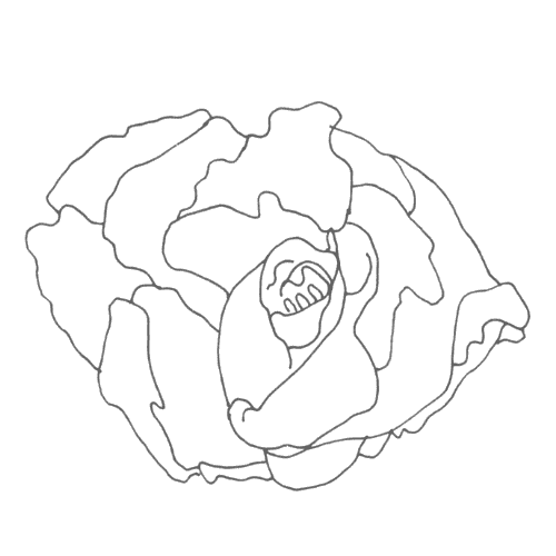 Line drawing of an open rose, by Naomi Rose.