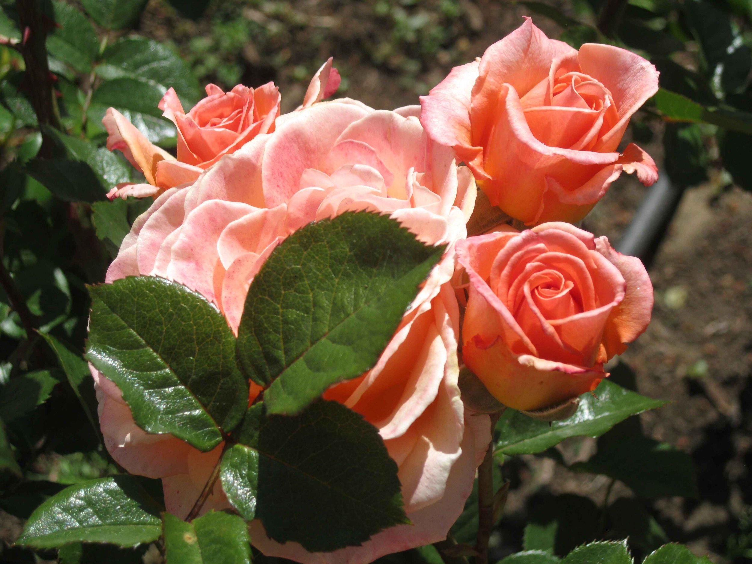 Photograph of a cluster of peach-pink roses with green leaves, in a garden.