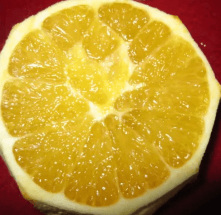 CA close-up of a juicy orange slice, cut in half to reveal its glistening translucent segments, against a deep red background.
