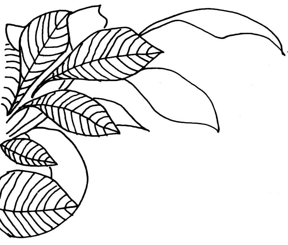 Black and white outline drawing of various broad leaves with prominent veins, some with striped patterns, arranged in a cluster.