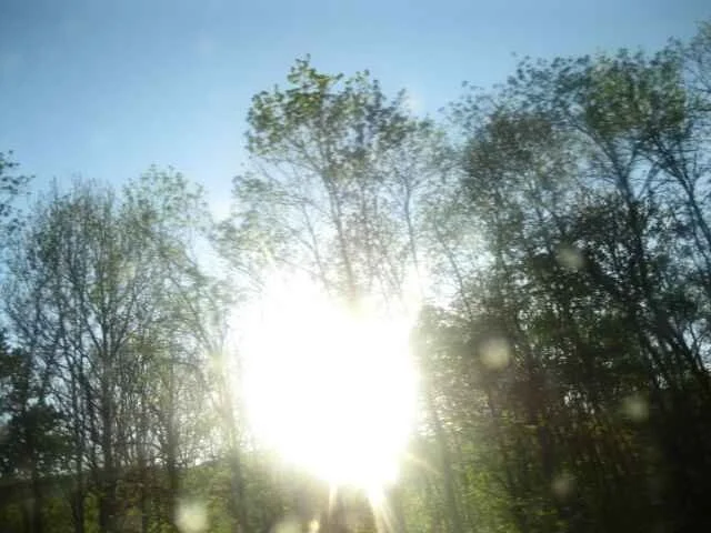 Bright sunlight streaming through a canopy of trees against a blue sky.