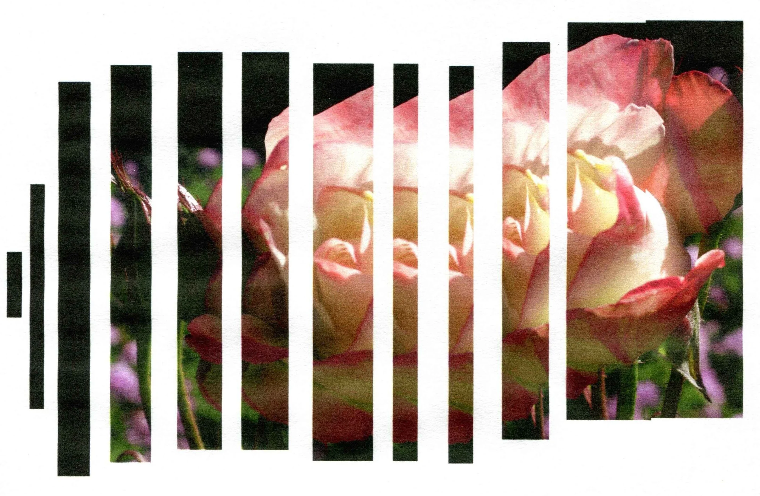 A pink-and-cream rose coming into full bloom from narrow vertical strips, evoking how editing brings a work into focus and beauty.