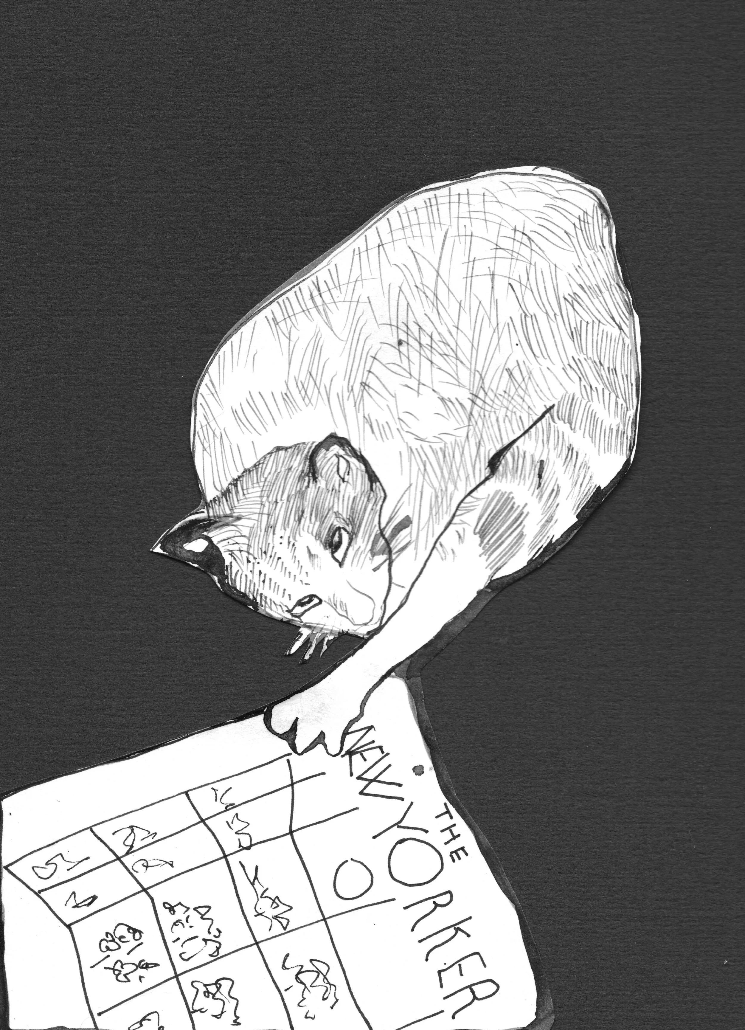 Pen and ink drawing by Naomi Rose of Lucinda the cat, shown from above, intently reading a copy of The New Yorker, with crossword puzzle grid visible on the page.