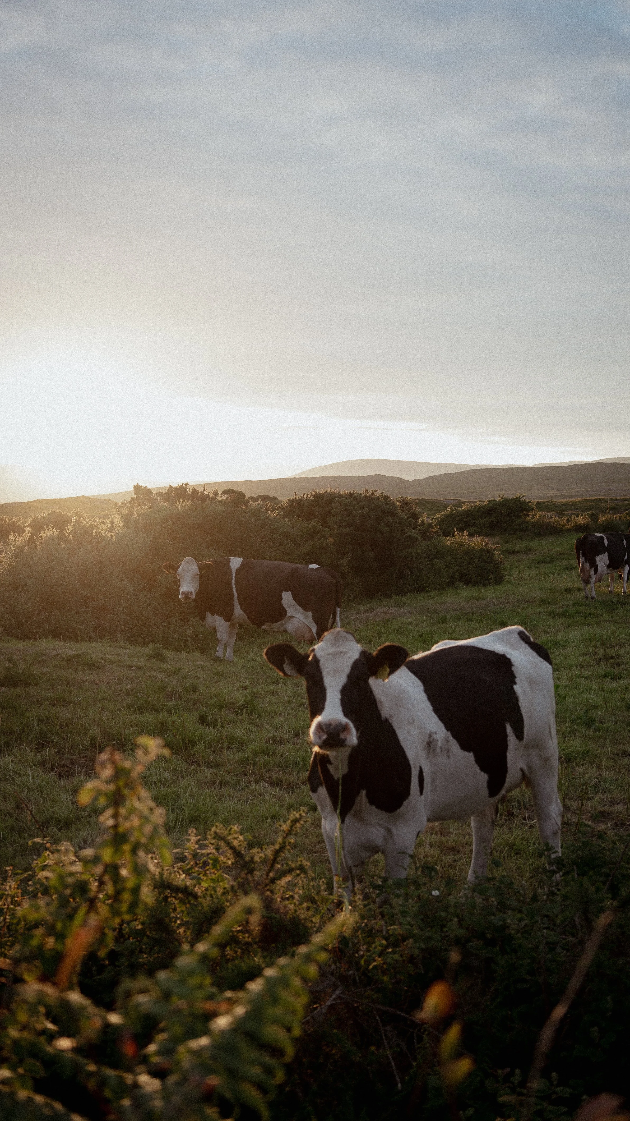 West Cork | Ireland