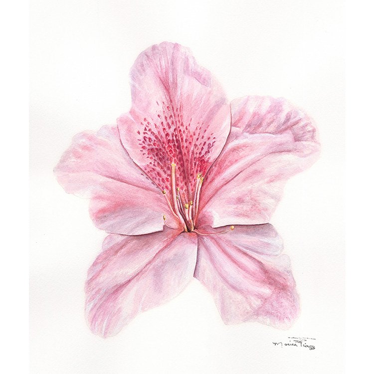 WEB Bloom - George Tabor Azalea - WC.jpg