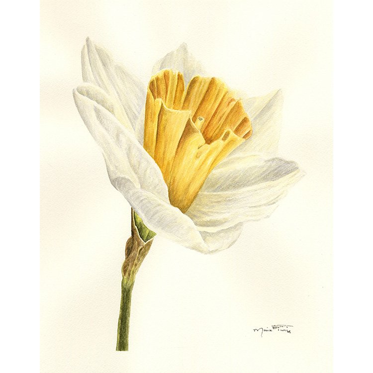 WEB Bloom - Daffodil - WC.jpg