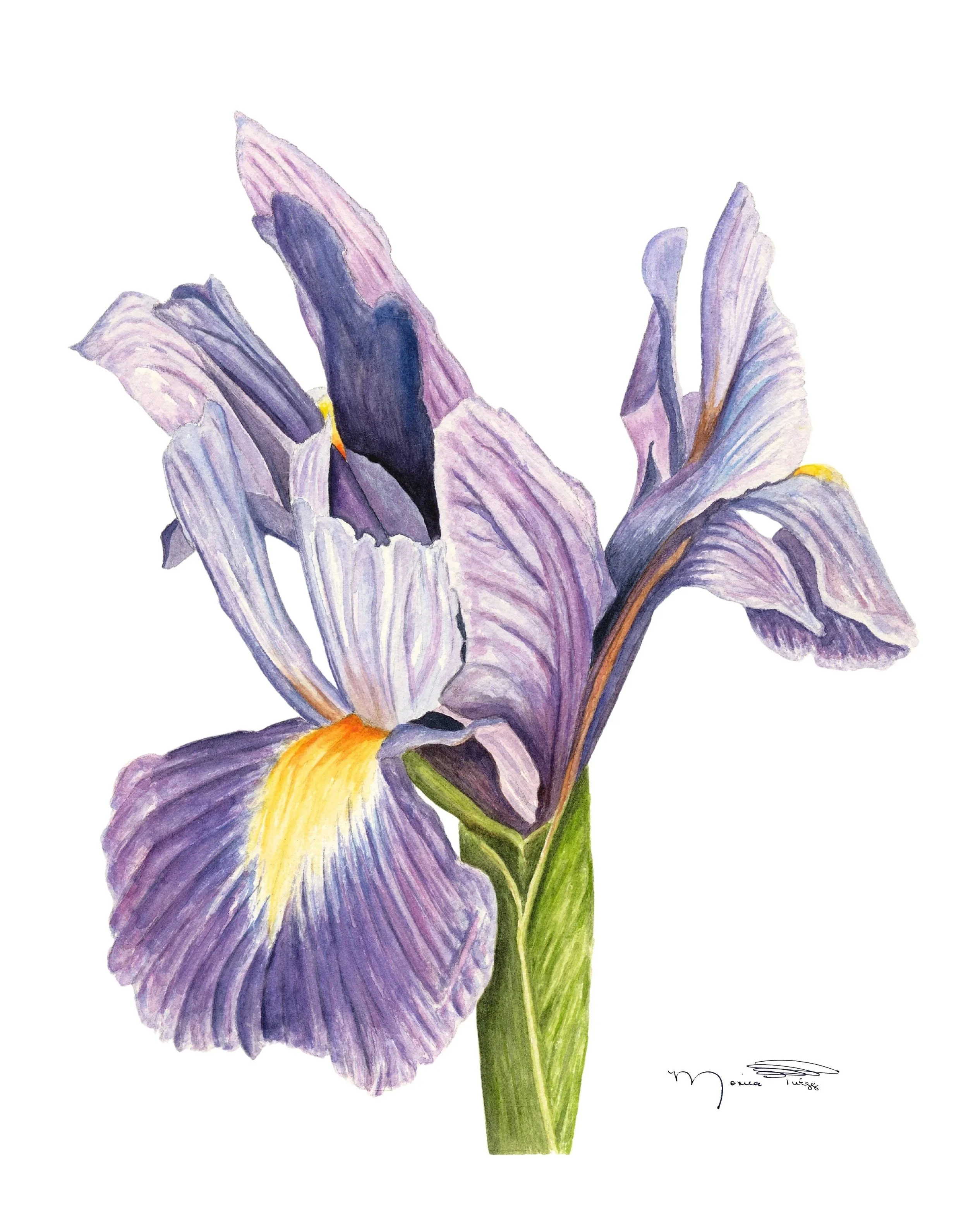 Image+Ready+to+Print+-+B-Purple+Bearded+Iris+-+8-25-25-WC.jpg