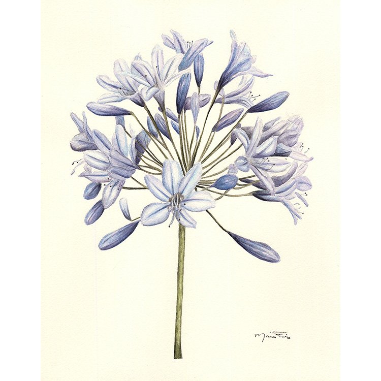 WEB Bloom - Purple Agapanthus - WC.jpg