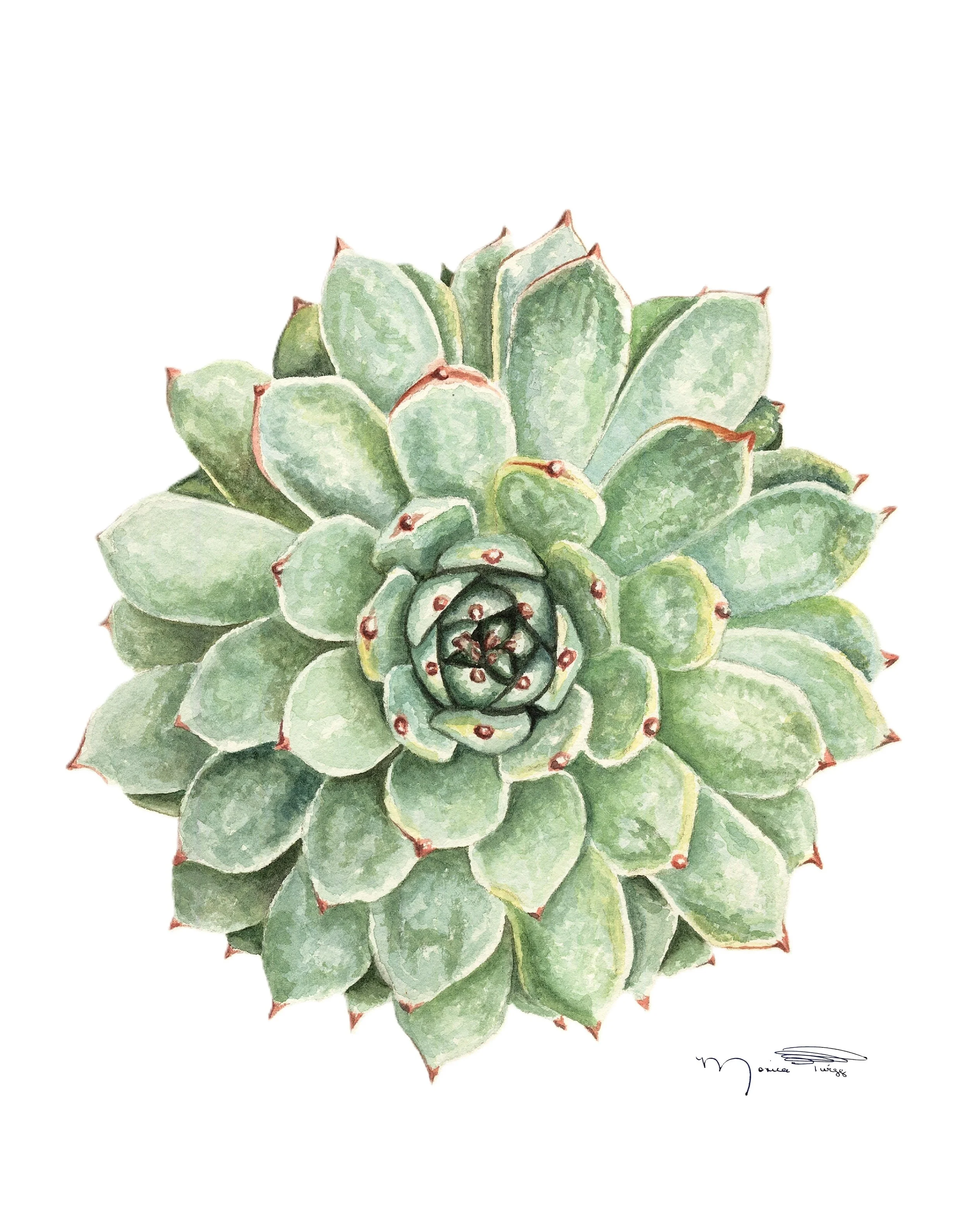 Print Ready Image - Succulent.jpg