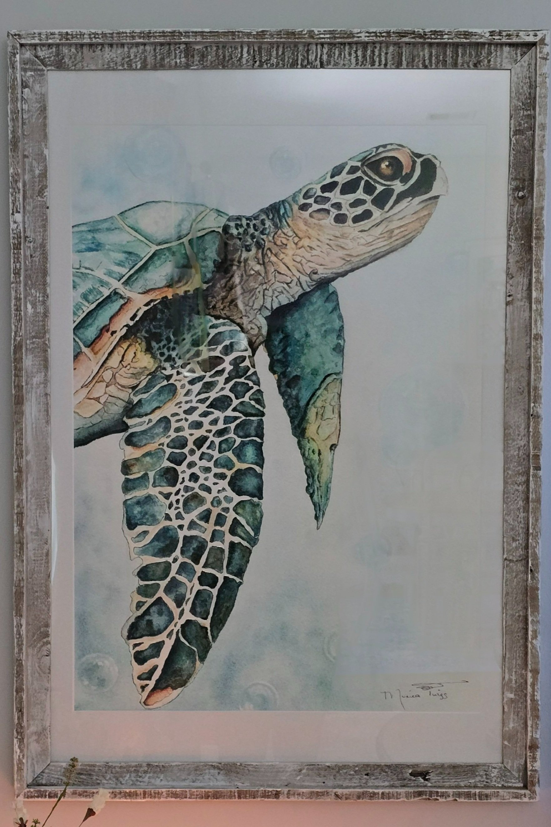 Pic+of+C-SL-The+Topsail+Turtle+-+Framed+Print+24x36.jpg