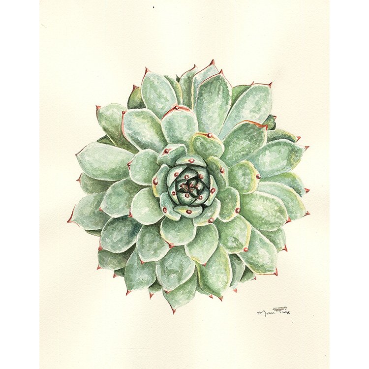 WEB Bloom - Succulent - WC.jpg