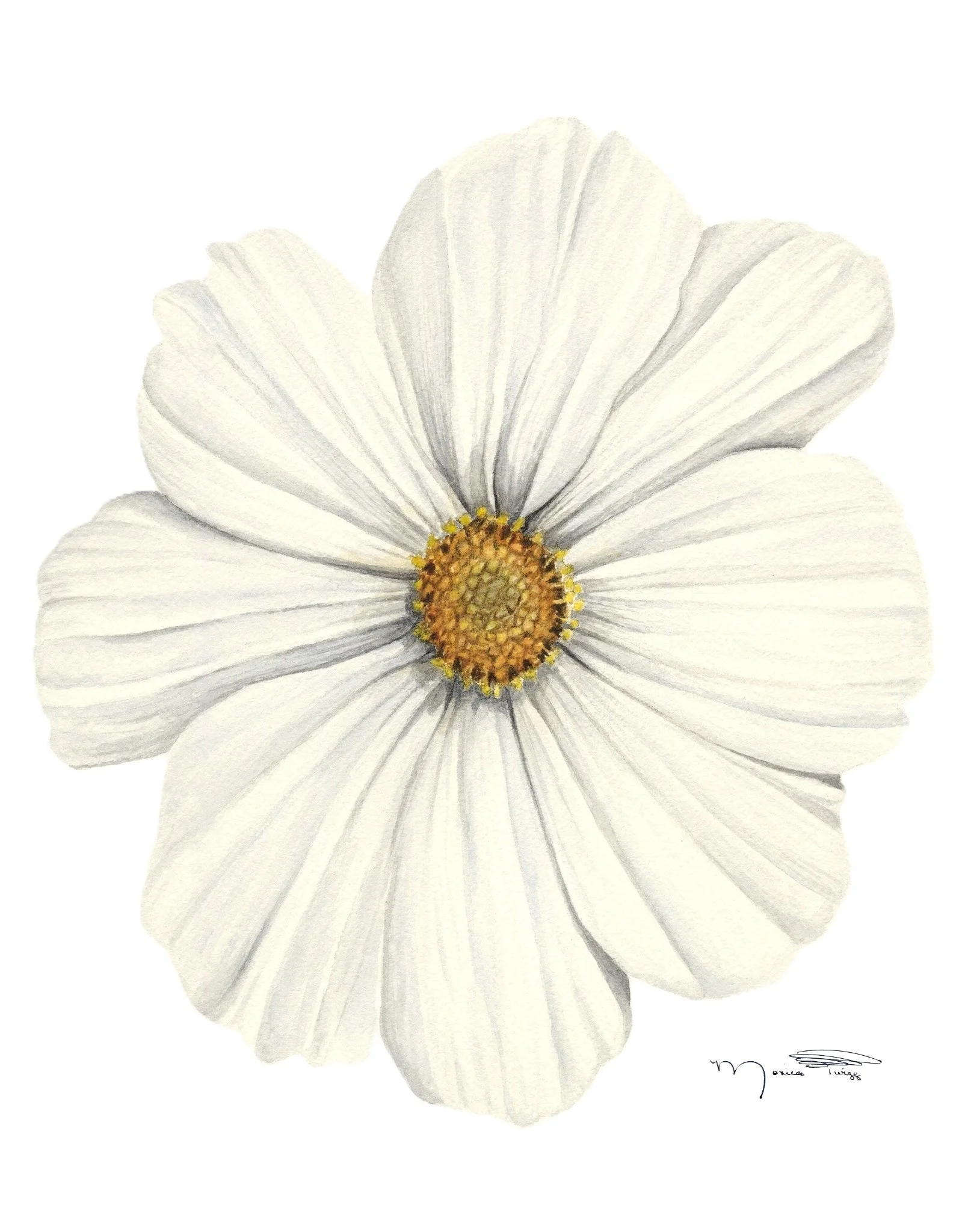 Image - White Cosmos - Ready to Print-8-25-25.jpg