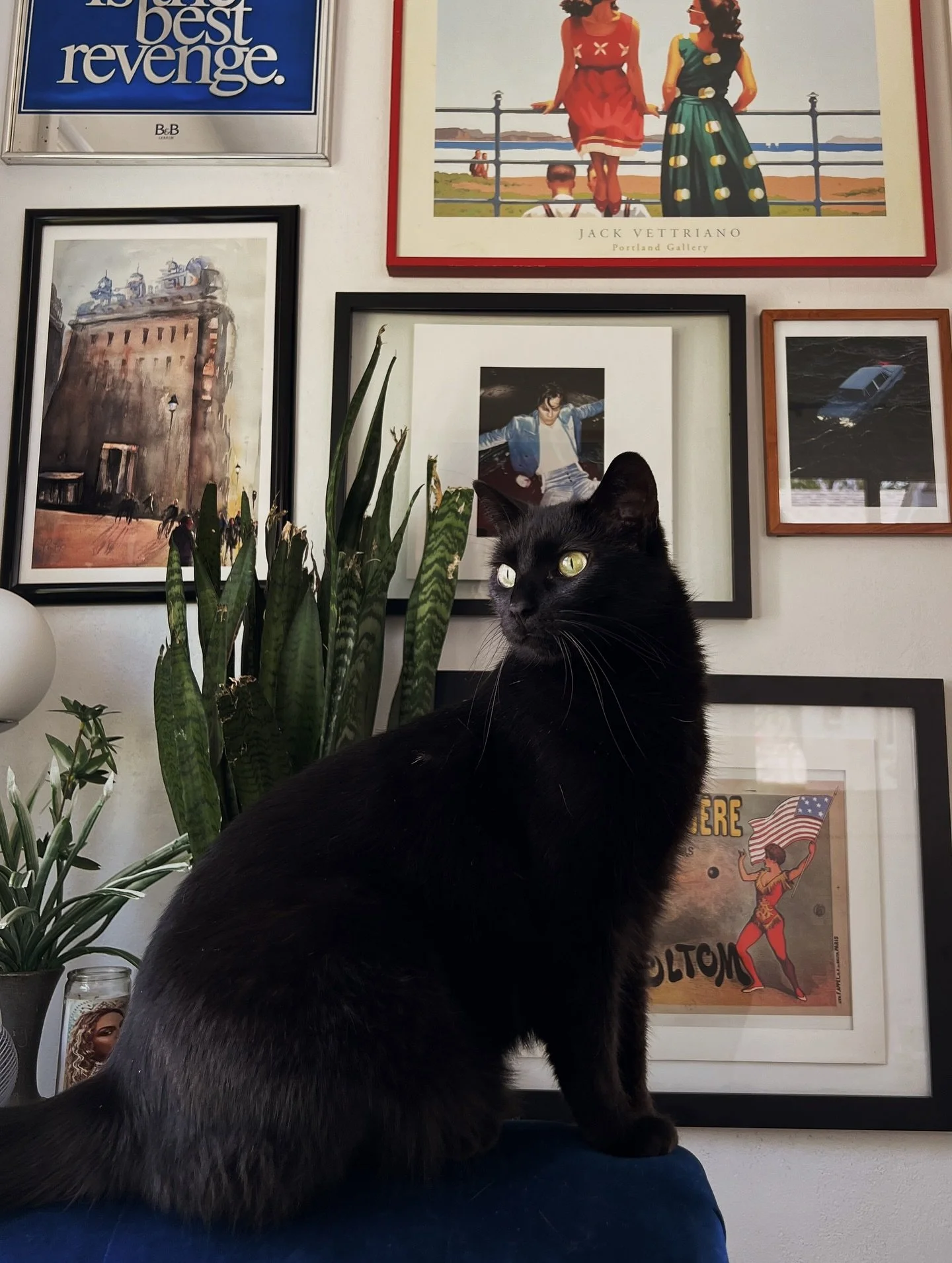 Happy 5th birthday Oliver 🩶🐈&zwj;⬛🥂