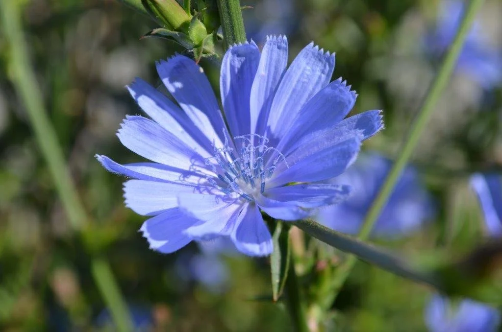 Blaue Blume mit dünnen, gezackten Blütenblättern und langen Staubblättern in einem grünen, natürlichen Umfeld.