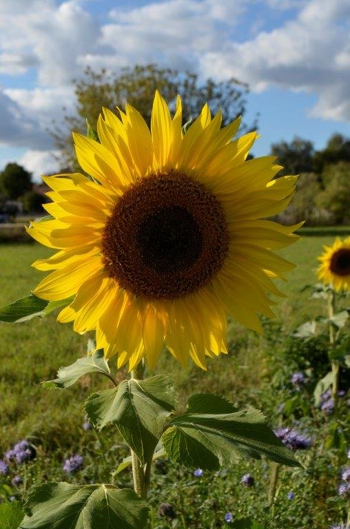 Gelbe Sonnenblumenblüte im Feld