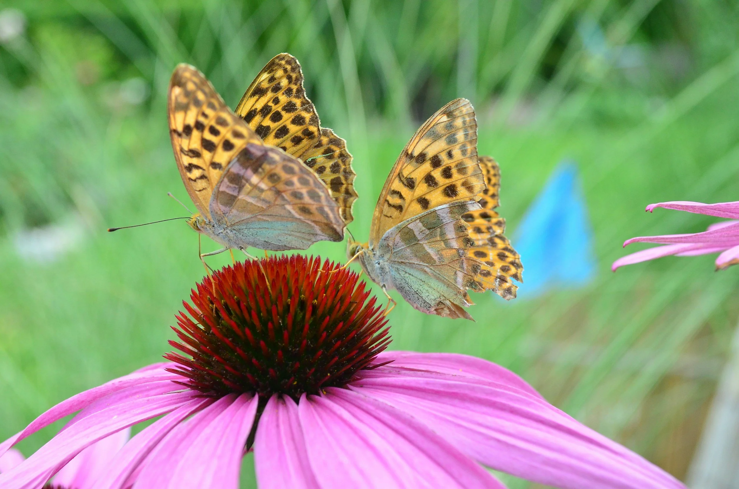 Two butterflies hovering on a coneflower.