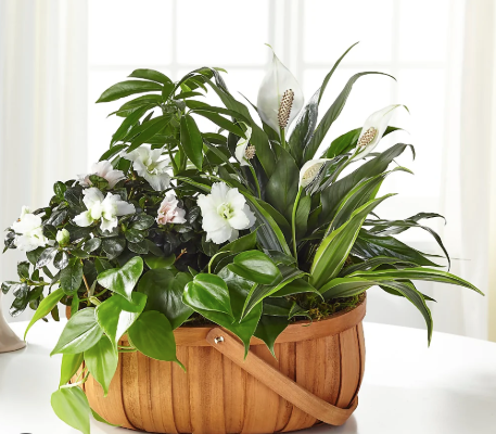 Designer's Choice Dish Garden