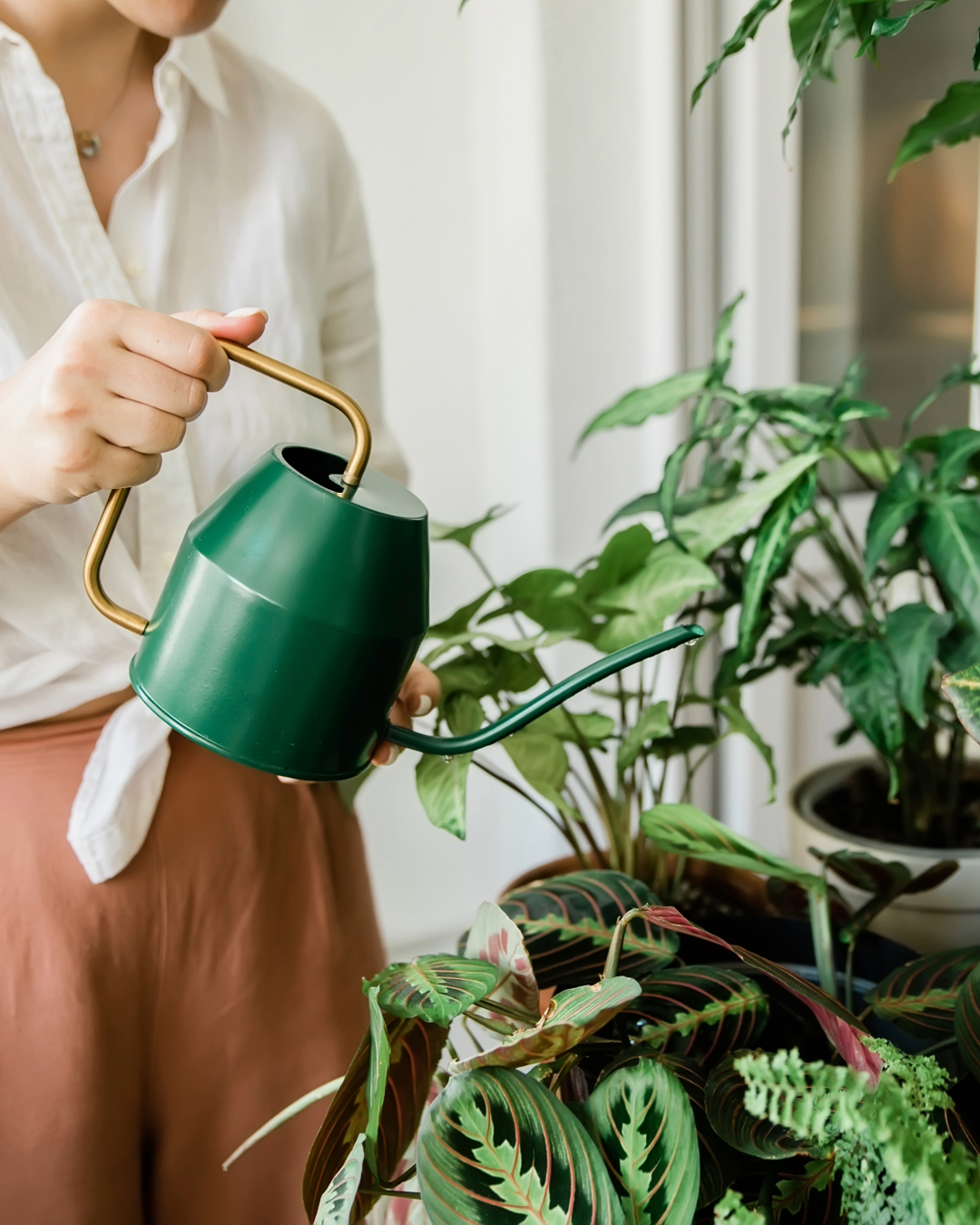 Designer's Choice House Plant