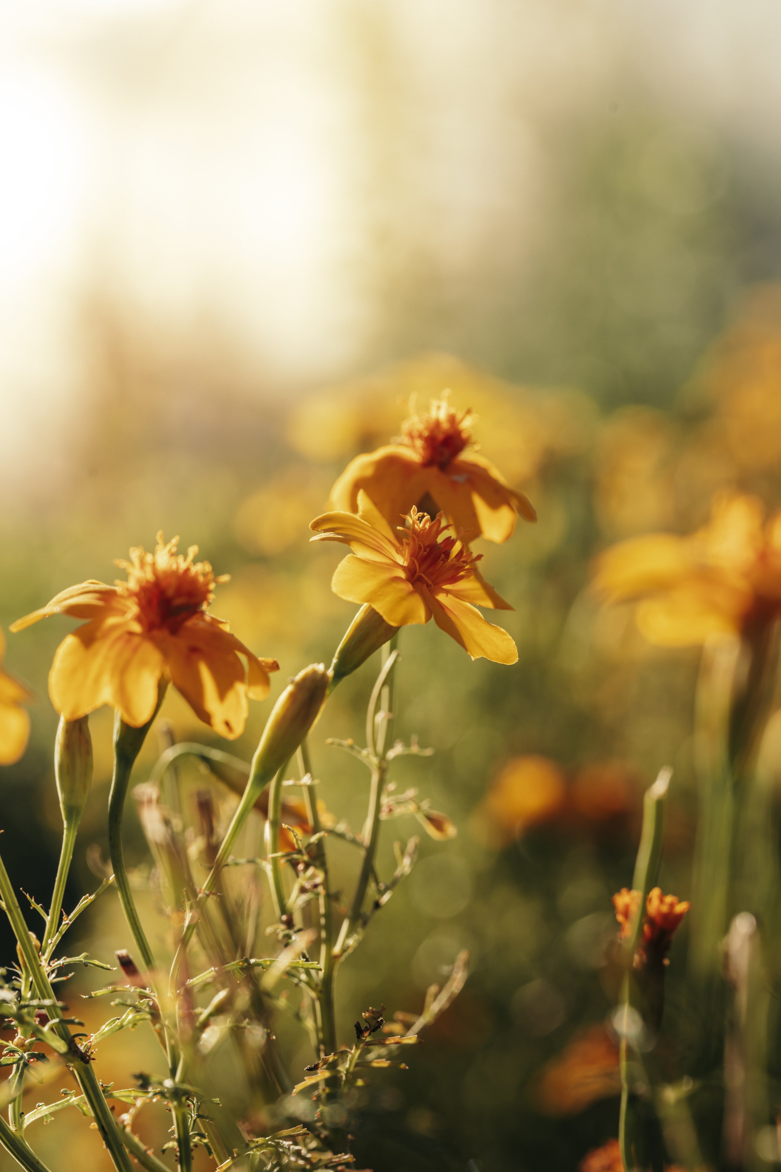 Plongez dans l'univers coloré des capucines en fleurs grâce au regard sensible de Julien Mathy, photographe passionné par la nature. Ce cliché enchanteur révèle la diversité des formes et des couleurs de ces fleurs délicates, cultivées avec amour par