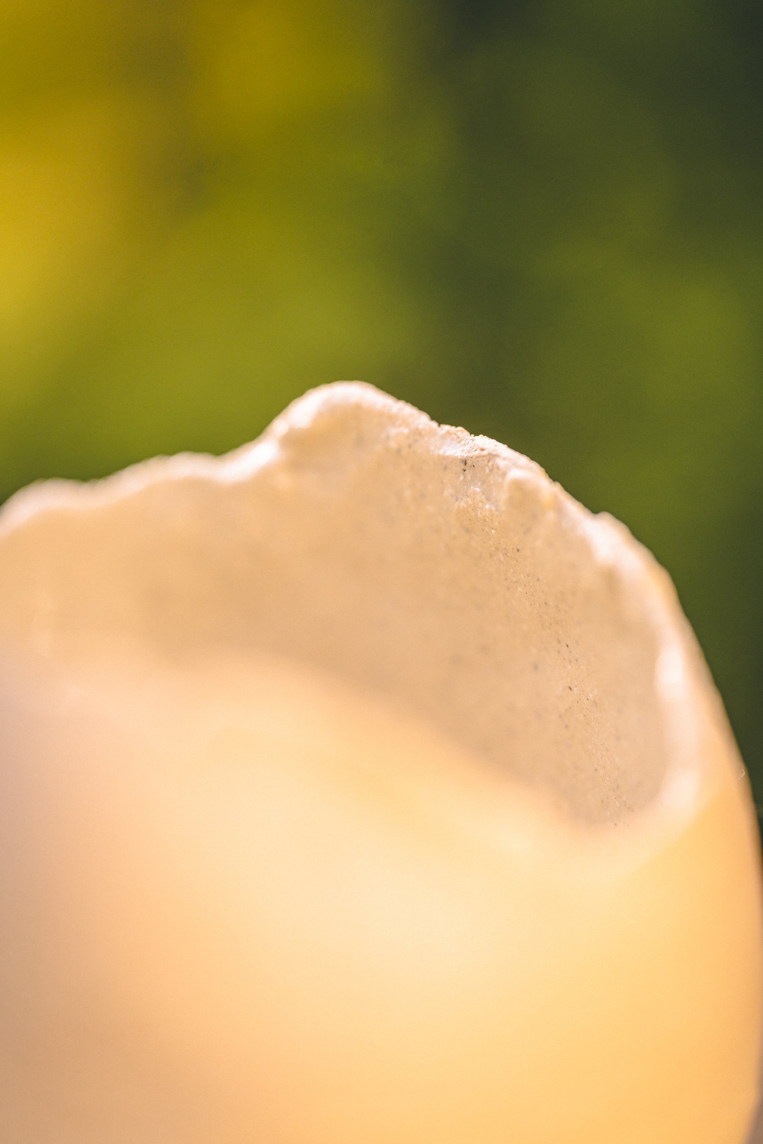 Admirez de plus près ce vase en céramique unique, créé par Mégane Fiévez de MF Pottery. Sa forme organique et son émail transparent révèlent la beauté de l'artisanat. En tant que photographe professionnel, Julien Mathy capture l'essence de chaque piè