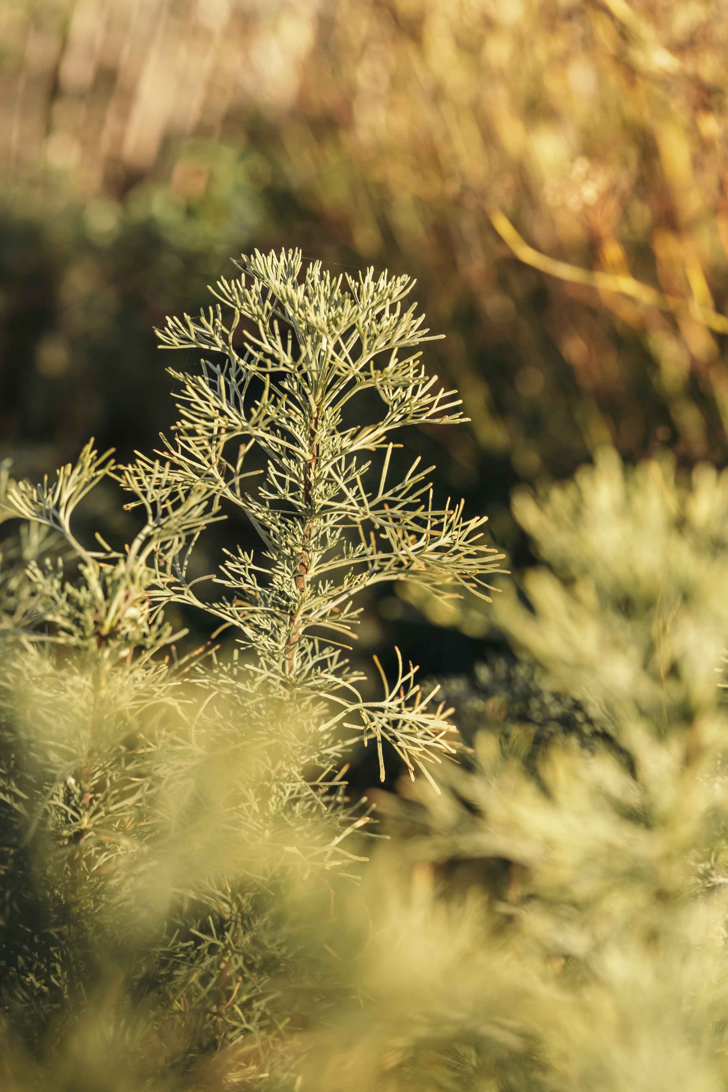 Découvrez la beauté et la texture uniques de l'armoise blanche, capturée avec talent par le photographe Julien Mathy. Ce cliché rapproché révèle les détails fascinants de cette plante vivace, de son feuillage argenté à son port élégant. Cultivée avec
