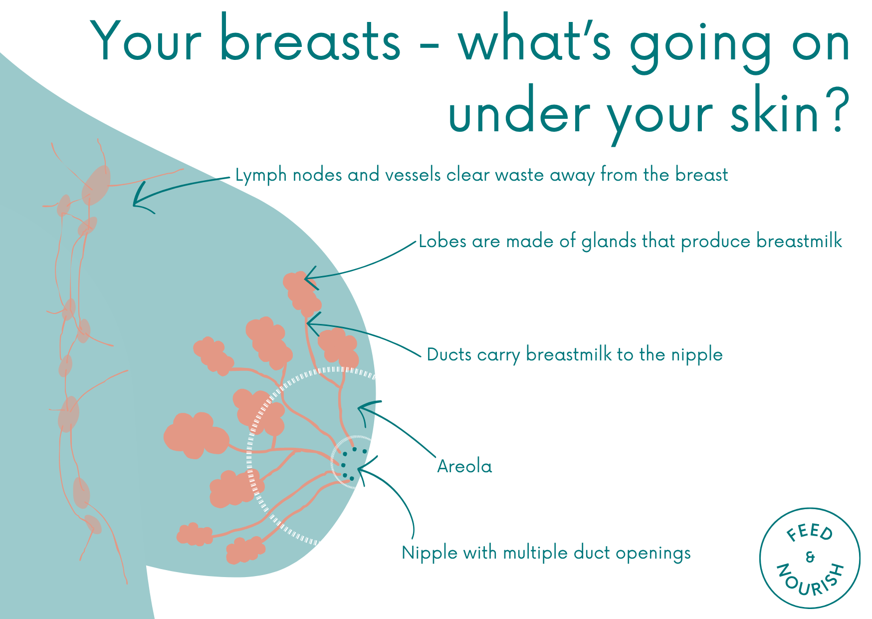 The Ultimate Guide to Breast Engorgement: Causes Relief and