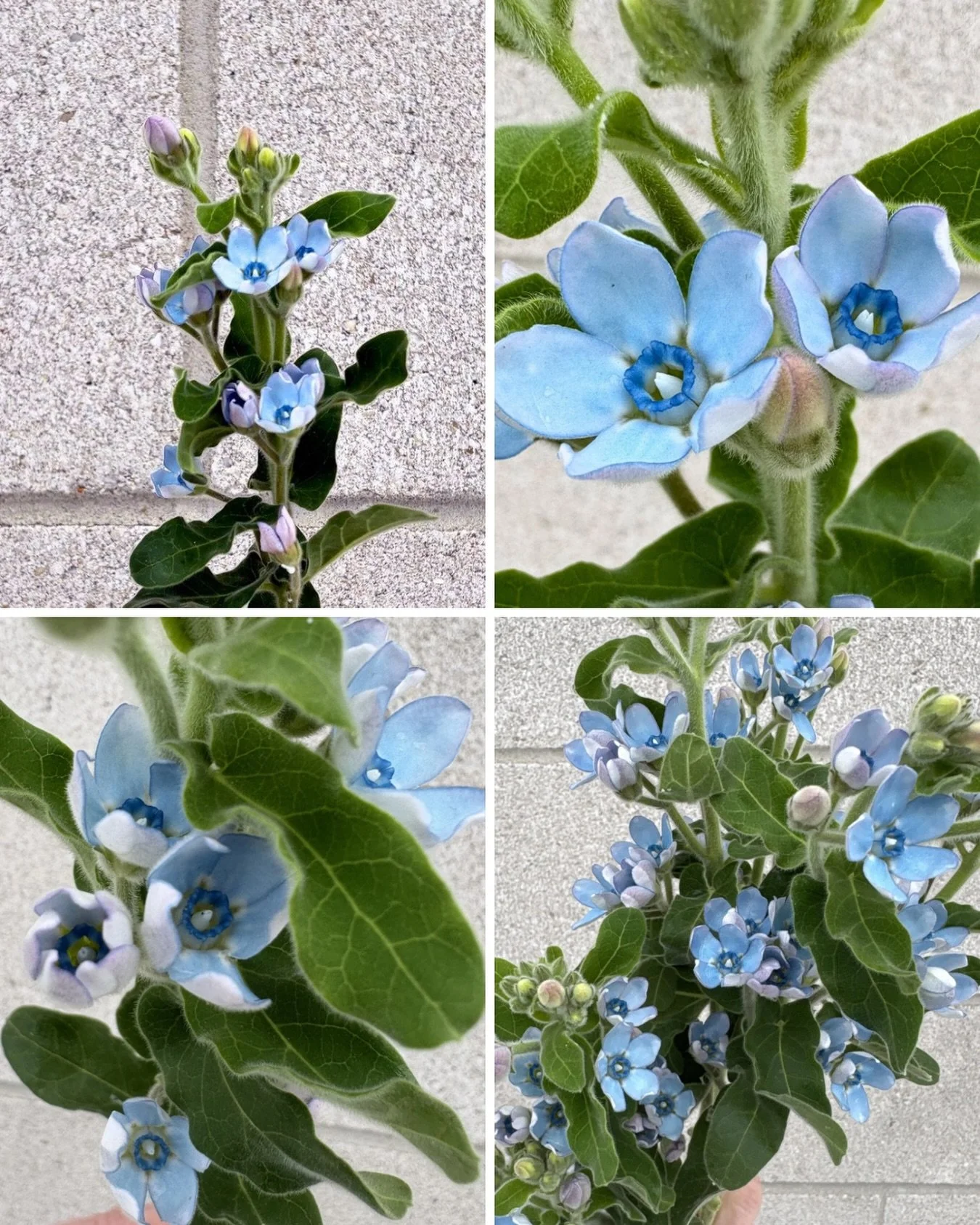 Light blue tweedia is delicate, airy, and unexpectedly modern.

Originally native to South America, tweedia is loved for its soft star-shaped blooms and powdery blue tone.  A shade that feels romantic without being overly traditional.

What makes it 