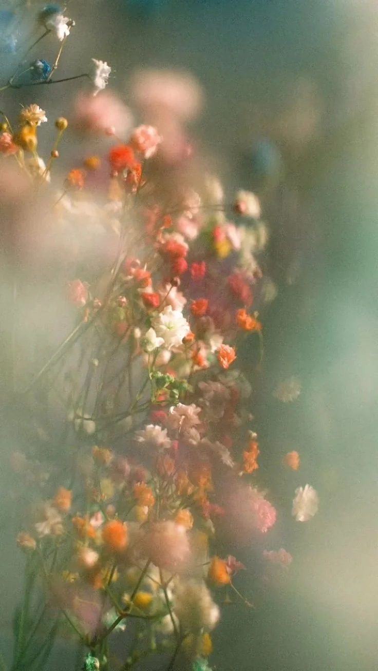 a  hazy photo of multiple colours of babies breath on a teal background. Ontario wedding flowers