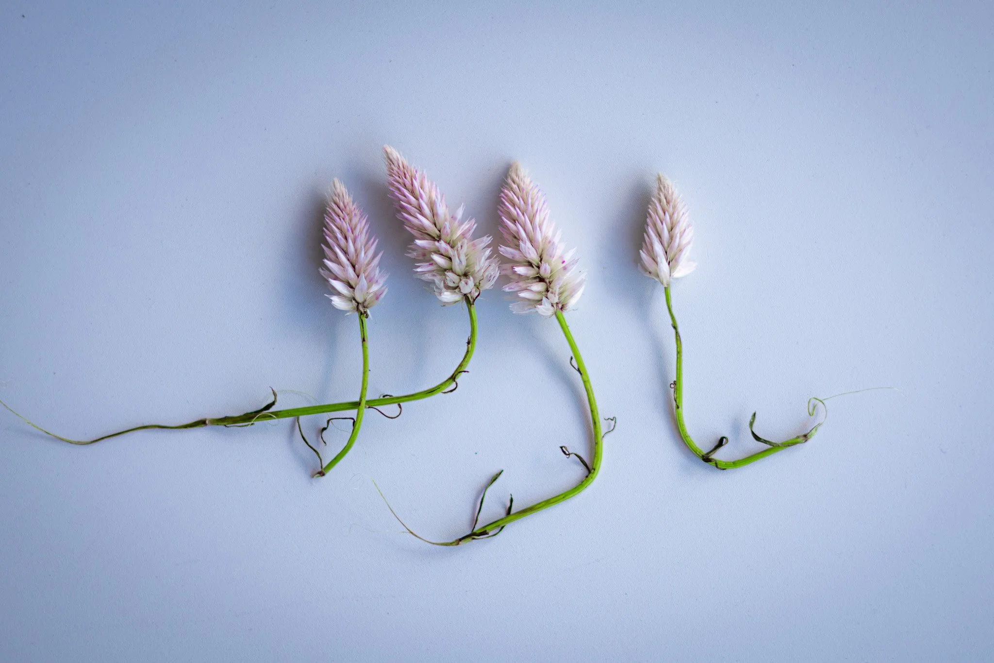 P4 Tali vaslilevsky.jpg