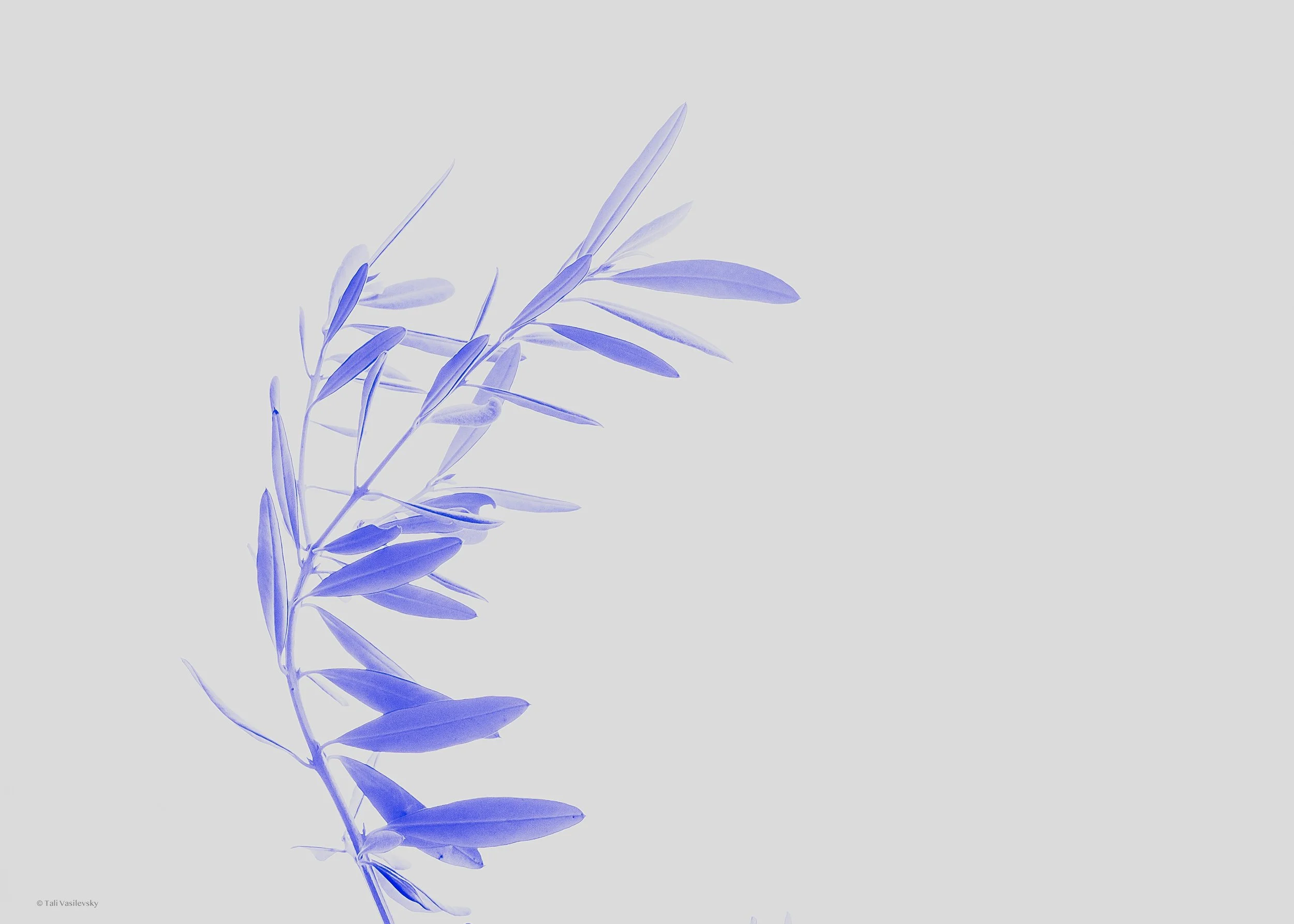 Tali Vasilevsky Photography -30.jpg