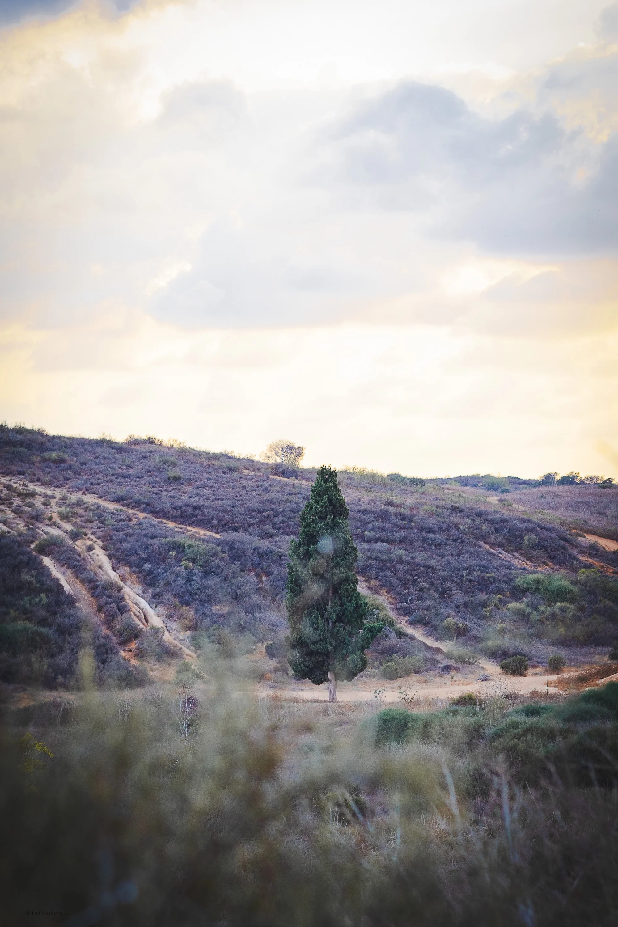 Tali Vasilevsky Photography -45.jpg