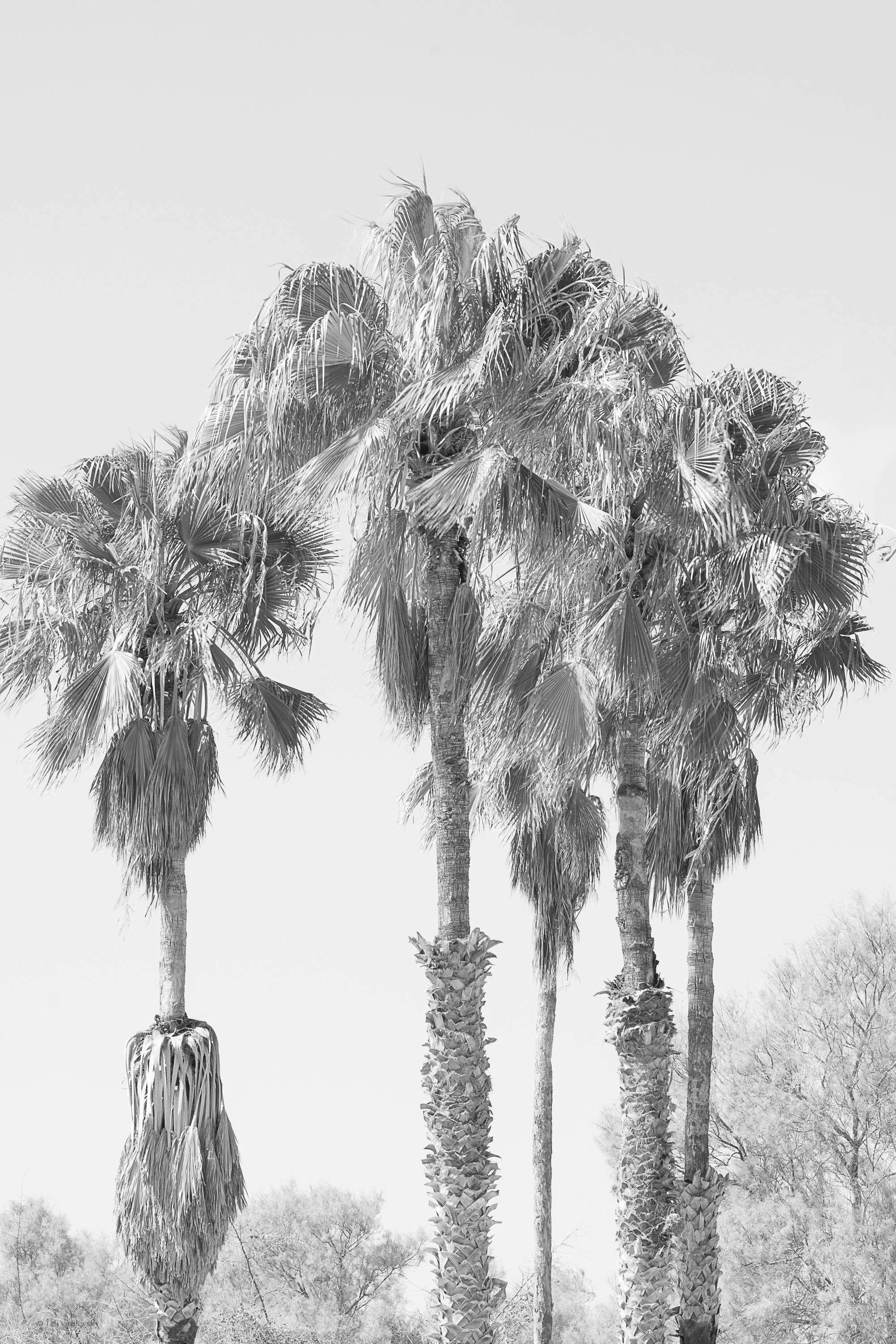 Tali Vasilevsky Photography -51.jpg