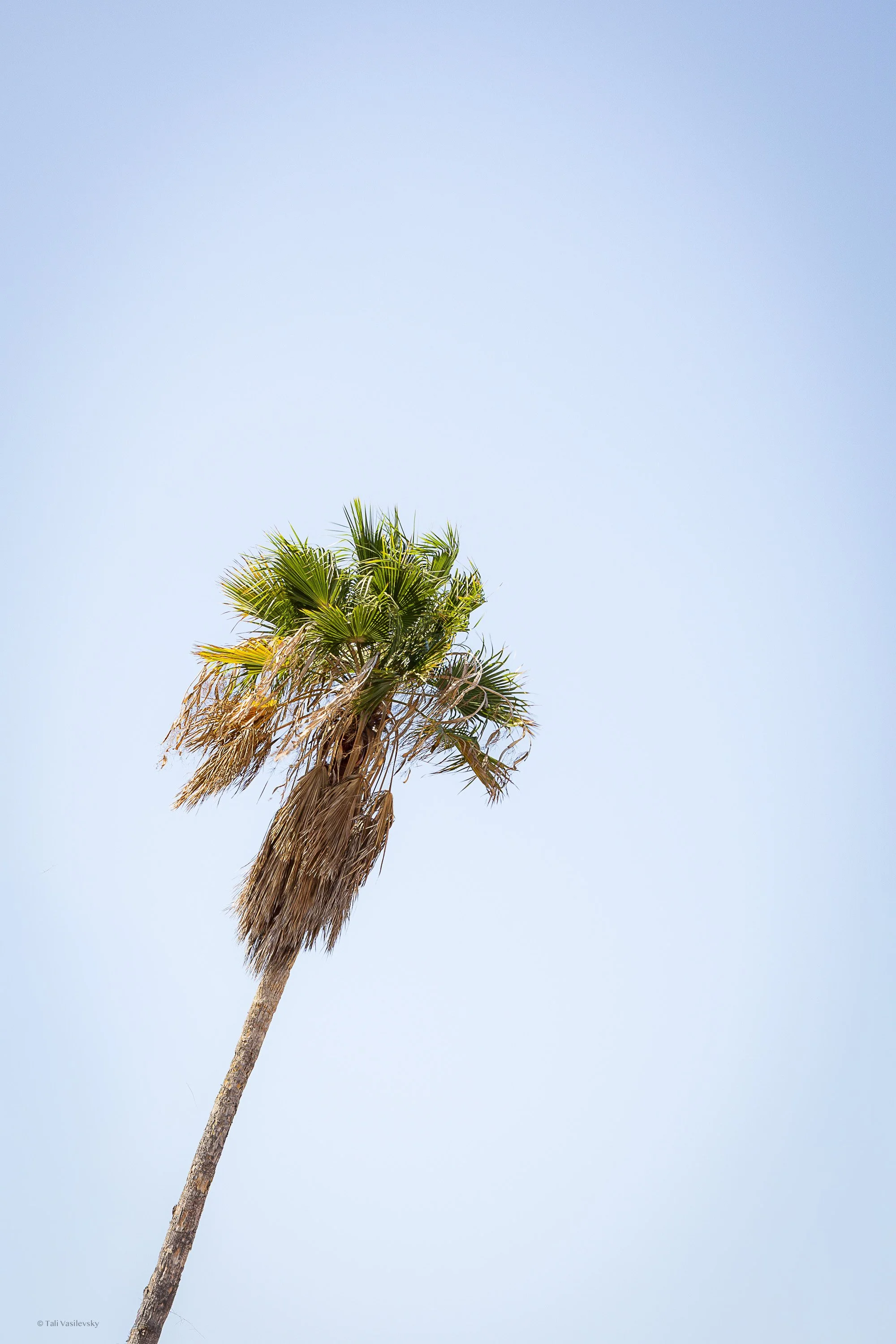 Tali Vasilevsky Photography -52.jpg