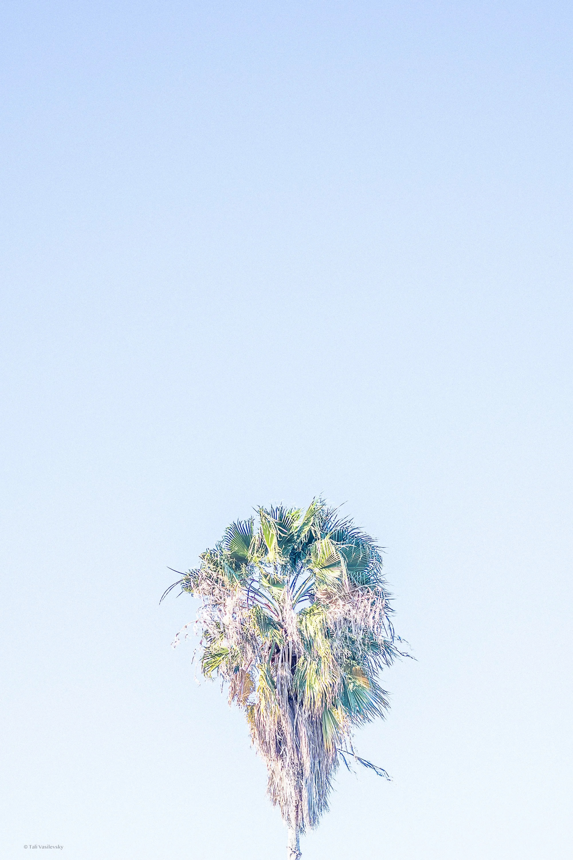 Tali Vasilevsky Photography -28.jpg