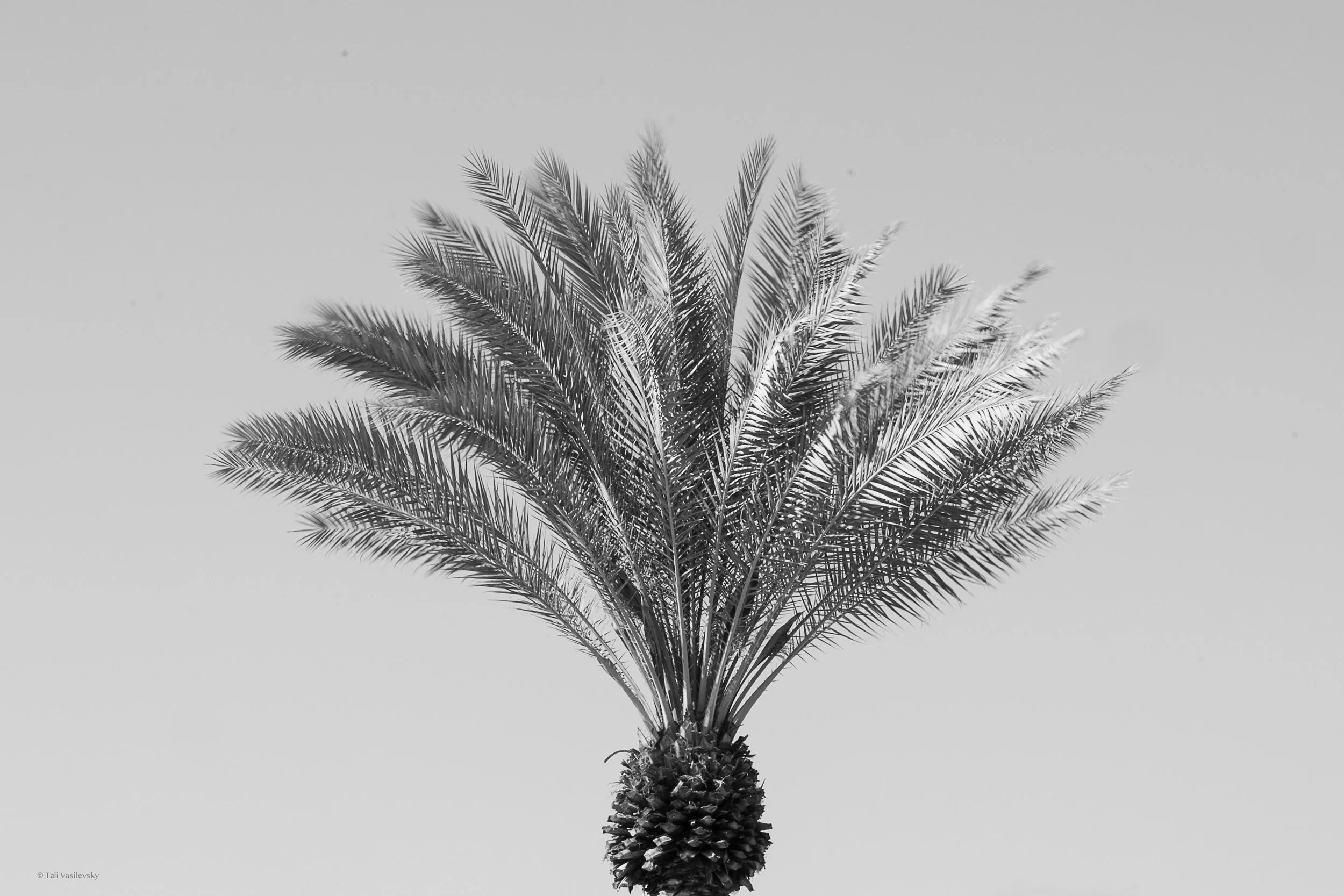 Tali Vasilevsky Photography -53.jpg