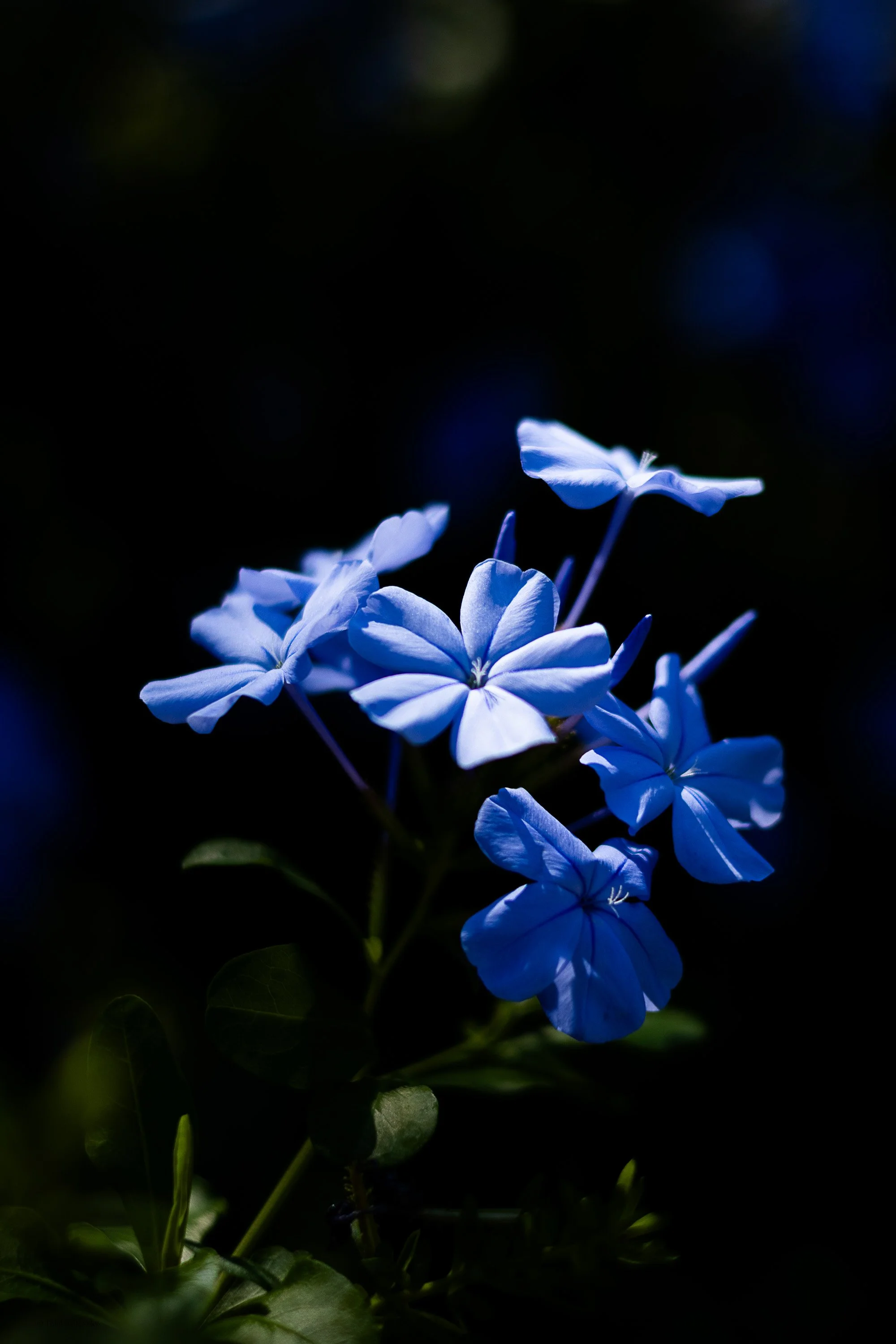 Tali Vasilevsky Photography -09.jpg