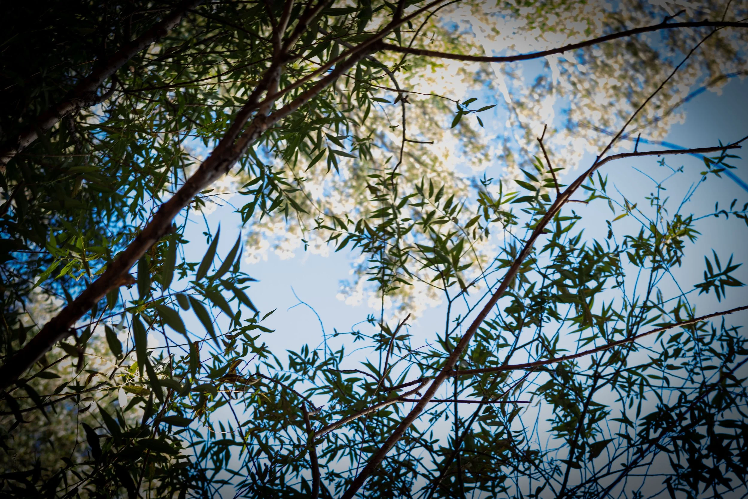 Tali vasilevsky -12.jpg