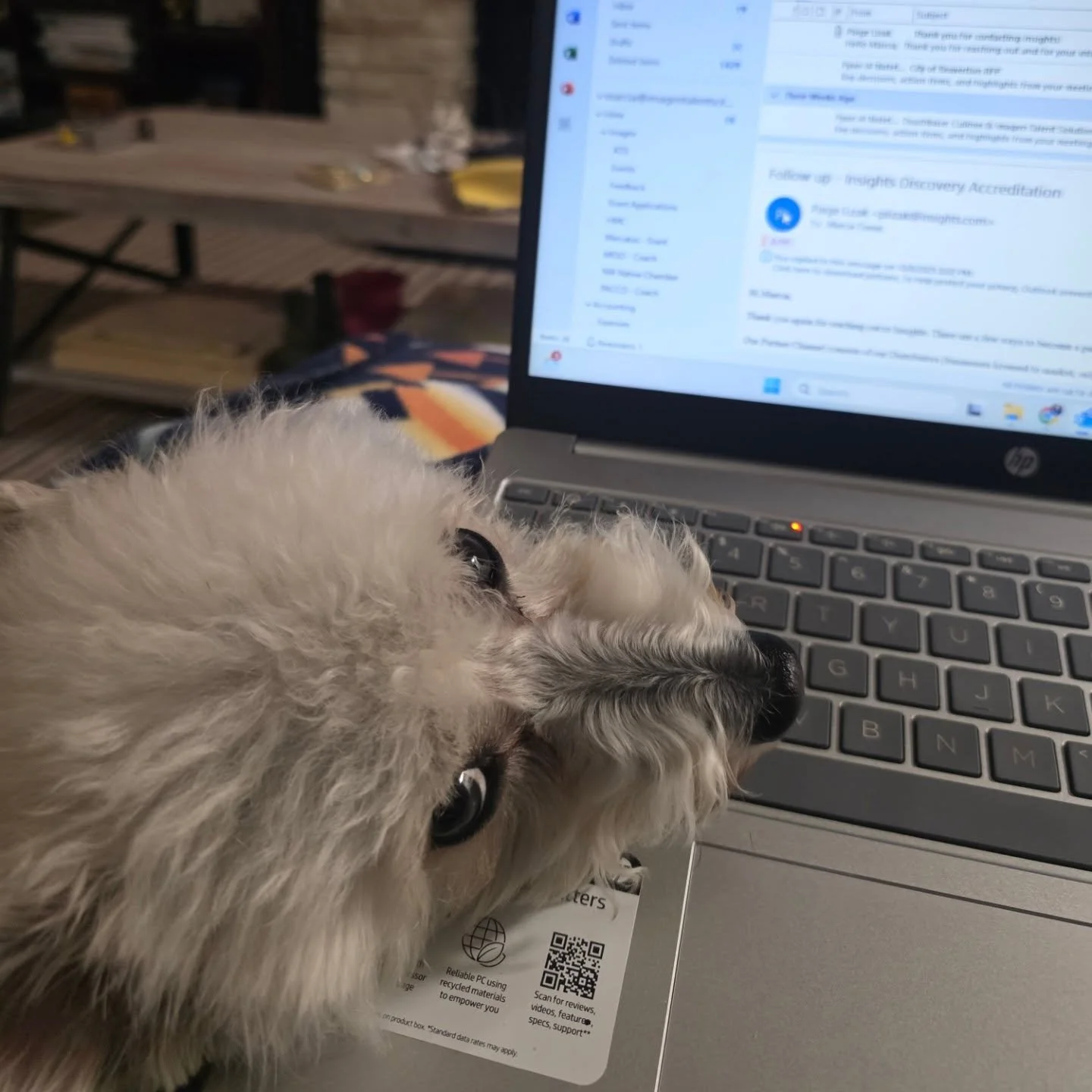 Late night working session with my Chief Snuggle Officer @isla_the_schnoodle