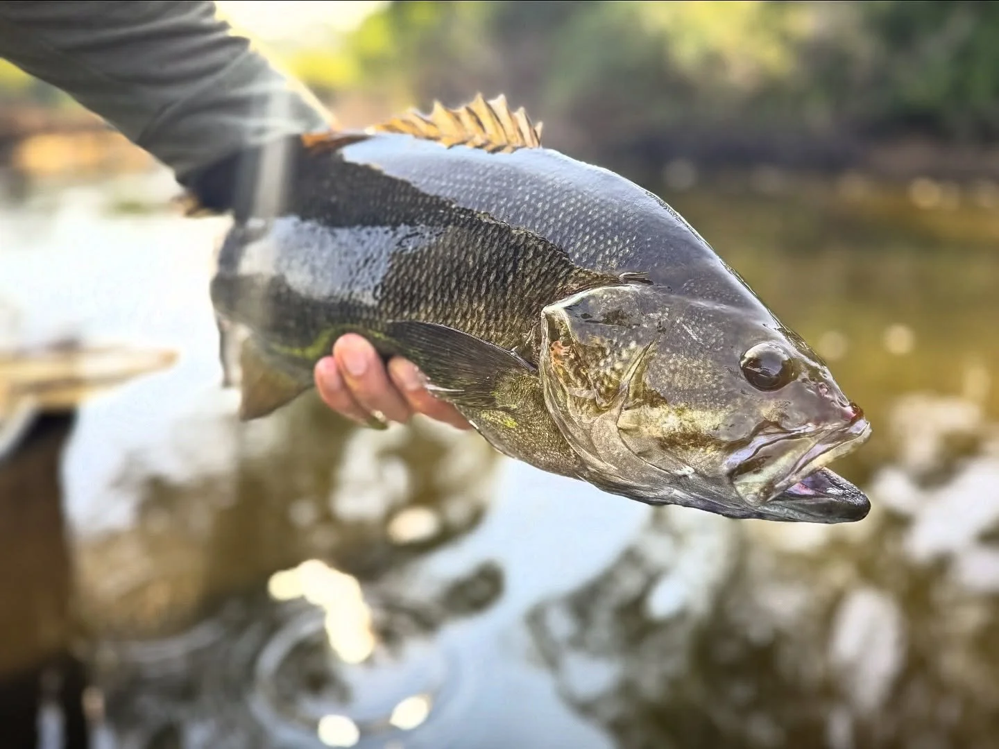 Alot of this lately. August dates are going fast. Grab one and get in on this killer action. 

#smallmouthonthefly #topwater #popperseason #smallmouthbassflyfishing